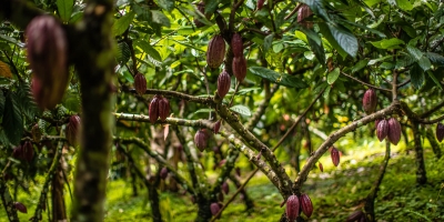 Cacau cai e se aproxima de mínima de 2 anos e meio
