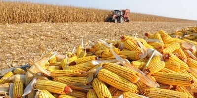 Pátria: Colheita do milho chega a 74,16% da área no Brasil