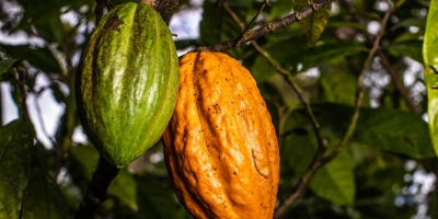 Futuros do cacau sobem na ICE em meio a inclusão em índice e tensões na África