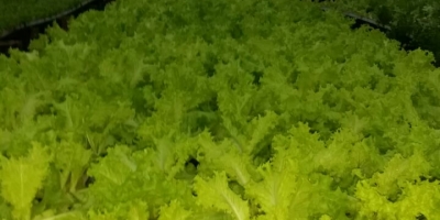 Alface/Cepea: Produção paulista fecha primeiro trimestre com margens positivas