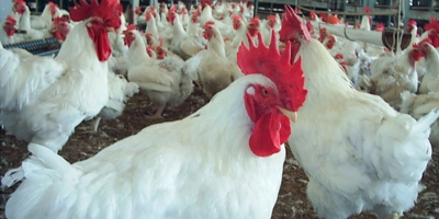 Frango/Cepea: Poder de compra do avicultor reage nesta parcial de julho
