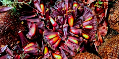 Safra começa com menos pinhão no Rio Grande do Sul