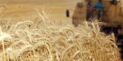 Colheita do trigo começa no Paraná com doenças e excesso de chuva reduzindo potencial em algumas áreas