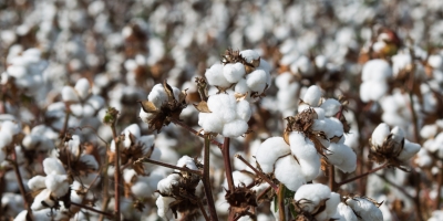 StoneX mantém estimativa para a safra de algodão 2025/26, mas eleva perspectiva para exportação