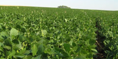 Emater diz que chuvas recuperam parte das lavouras de soja do RS