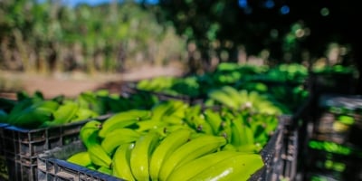 Banana/Cepea: Baixa oferta e qualidade melhor elevam cotações no Vale do Ribeira