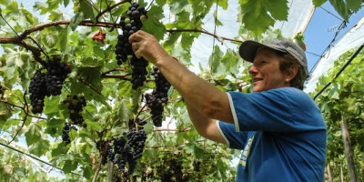 Abrafrutas reforça importância dos bioinsumos para a competitividade da fruticultura e defende regulamentação equilibrada