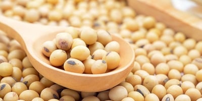 Soja/Cepea: Preço do farelo sobe e opera nos patamares registrados em abril