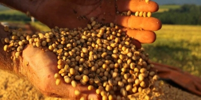 USDA: Estoques trimestrais de soja e milho dos EUA ficam dentro das expectativas