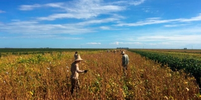 Mercado de Trabalho/Cepea: Agronegócio emprega mais de 26% da população ocupada no País em 2025