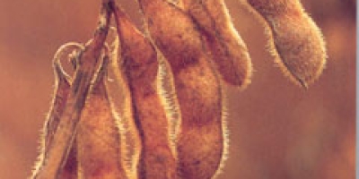 EUA perdem participação no mercado de soja da China para suprimentos da América do Sul em 2025