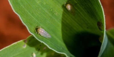 CNA, Embrapa e Epagri estimam perdas de US$ 25,8 bilhões provocadas pela cigarrinha-do-milho