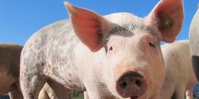 Paraná registra recorde na produção de suínos