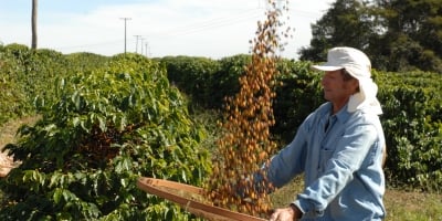 Trip Cafezal fortalece elo entre a Região do Cerrado Mineiro e a Europa por meio de parceria com premiada rede italiana de cafeterias