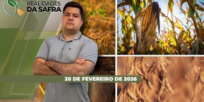 Colheita da soja avança rápido, mas com perdas de produtividade em Maracaju/MS
