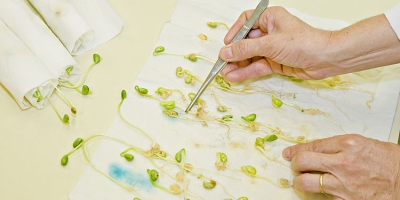 Lei de proteção de cultivares garante direitos de propriedade intelectual e investimentos em pesquisa