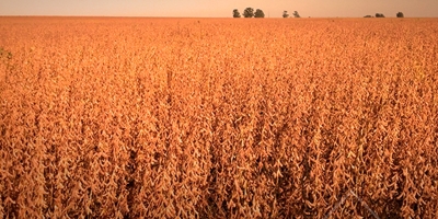 Chuvas impedem queda na produtividade da soja na Argentina