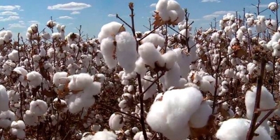 Preços do algodão fecham mistos com queda do petróleo e do dólar