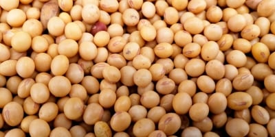 Mesmo com novas compras da China, soja fecha terça-feira com desvalorização em Chicago