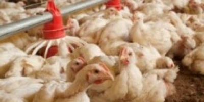 Arábia Saudita e Malásia também suspendem importações de frango do Brasil
