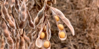Soja segue caminhando de lado nesta 4ª feira em Chicago, mas do lado negativo da tabela