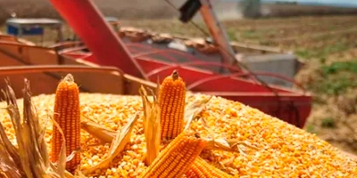 AgRural: Safrinha de milho 2026 está 69% colhida no Centro-Sul do Brasil