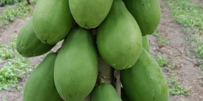 Mamão/Cepea: Produção de mamão cresce nas Ilhas Canárias, e região espanhola busca selo de indicação geográfica