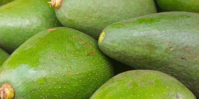 Preço do abacate margarida cai 51,6% em um ano
