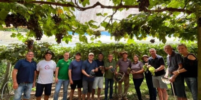 Colheita da Uva tem início em São Lourenço do Sul/RS