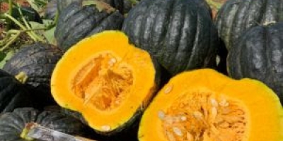 Na produção de cabotiá, florada não é sinônimo de colheita