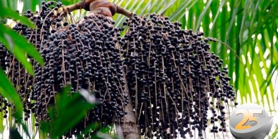 Pará: Produtores de açaí terão acesso a crédito e garantia de compra