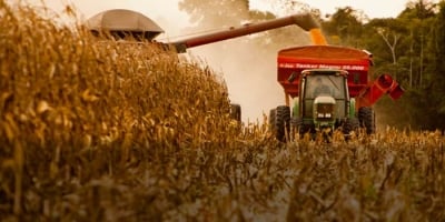 Colheita do milho avança para 11% e segue com ritmo a frente do registrado em 2025