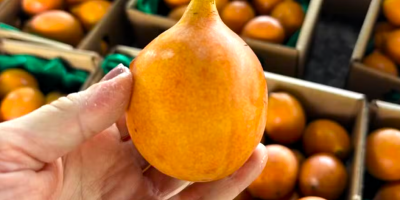 Frutas exóticas ganham espaço no mercado e despertam interesse internacional