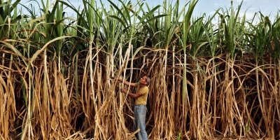 Índia terá uma das menores produções de açúcar dos últimos anos, aponta USDA