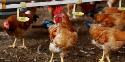 Frango/Cepea: Poder de compra de avicultor em SP continua subindo