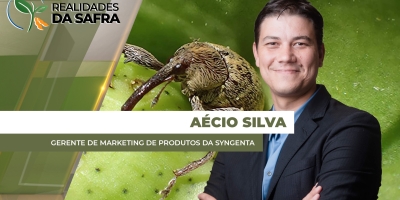 Ataques mais intensos de lagartas no milho e ácaro no algodão precoupam produtores brasileiros