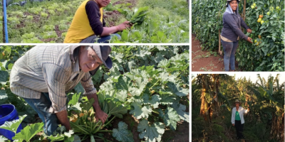 Dia do Agricultor: SP Produz destaca a força da agricultura familiar paulista