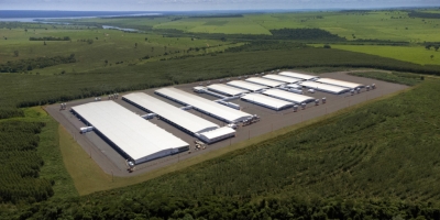 Chile habilita Núcleo Genético Gênesis para exportação de suínos de reprodução