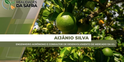 Limão Tahiti passa por momento de aprimoramento de técnicas para atender demanda