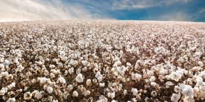 Algodão abre em alta na Bolsa de Nova York nesta quinta-feira
