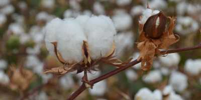 Algodão fecha com variações mistas em Nova York, enquanto preços seguem sustentados