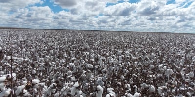 Modelo de produção de algodão na Bahia impressiona produtores australianos