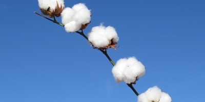 Brasil se prepara para mais um ano forte nas exportações de algodão em 2026