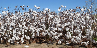 Bahia concluiu semeadura do algodão e irrigado avança na cotonicultura baiana