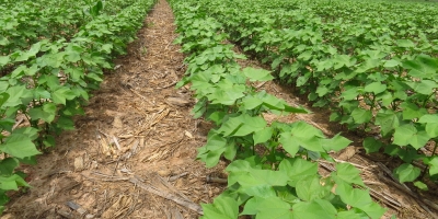 AMPA: Chuvas reduzem ritmo de implantação do algodão, mas plantio segue dentro do esperado em MT