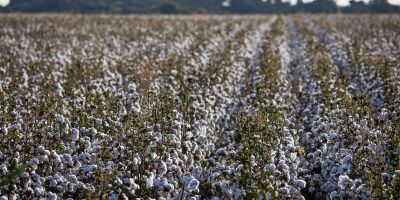 Preços do algodão sobem até 2,37% em Nova York nesta 5ª feira (09)