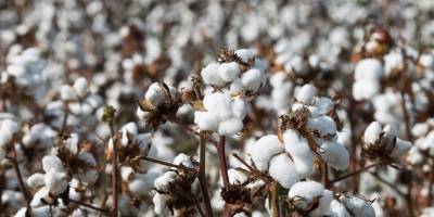 Algodão: dezembro/26 volta a fechar acima dos 80 cents/lb após altas nesta 3ª feira (21)