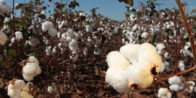 Algodão fecha com variações mistas na bolsa de Nova York