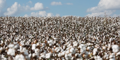 Preços do algodão seguem sustentado e fecham com ganhos em NY nesta 3ª feira (28)