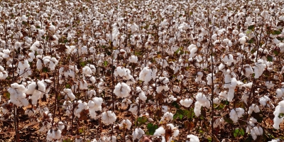 Colheita do algodão alcança 13,1% em Mato grosso e Imea indica atraso em relação à média histórica